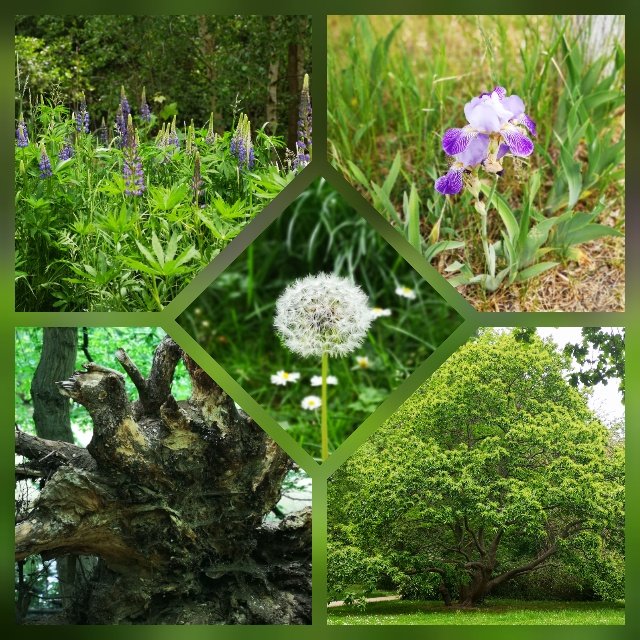 Pusteblume Baum Wurzel Lupine